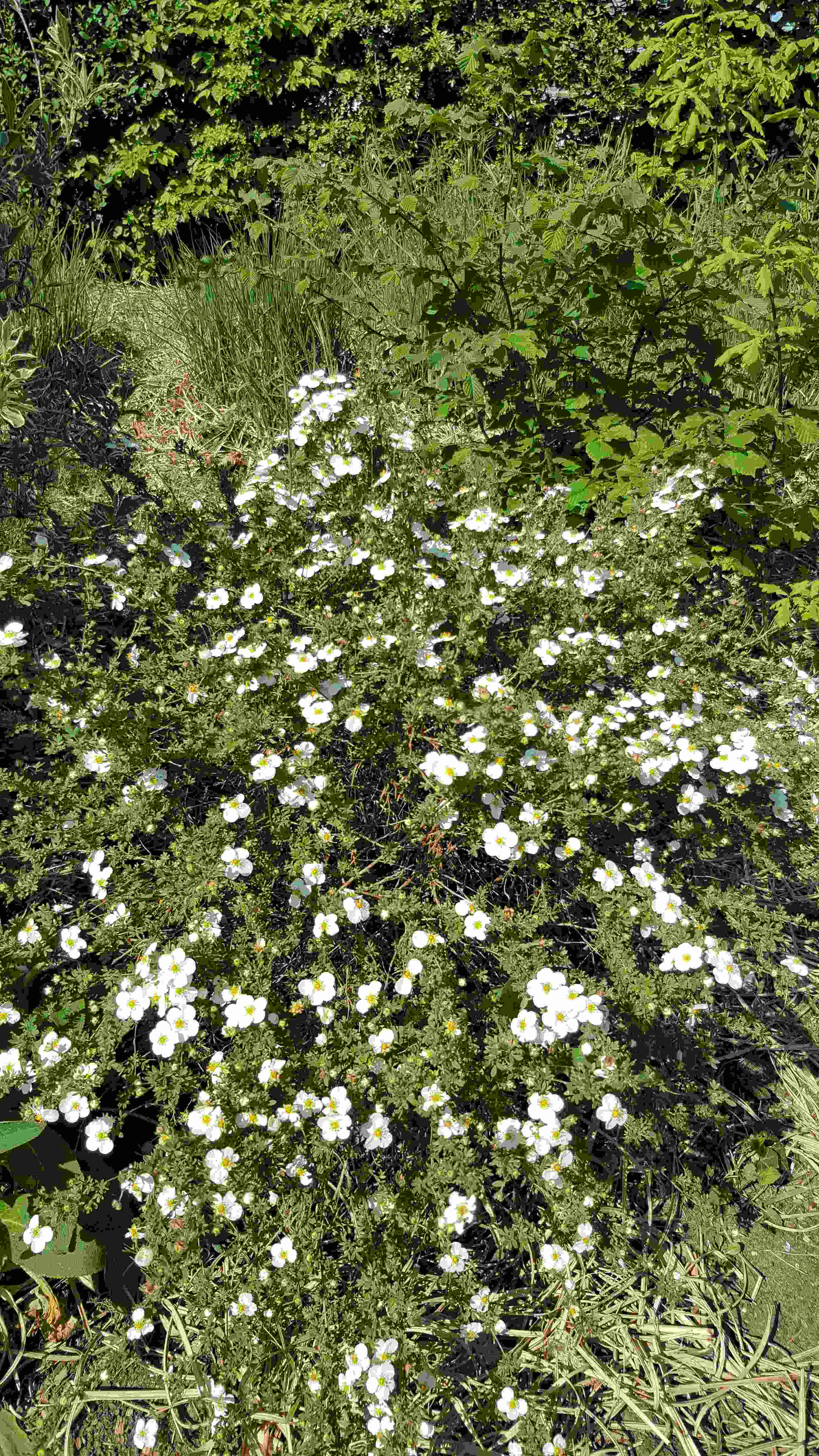 potent bl2020.04.26.jpg